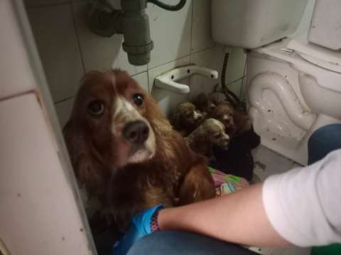 Distrito rescató a 15 animales en Suba por presunta sobreexplotación
