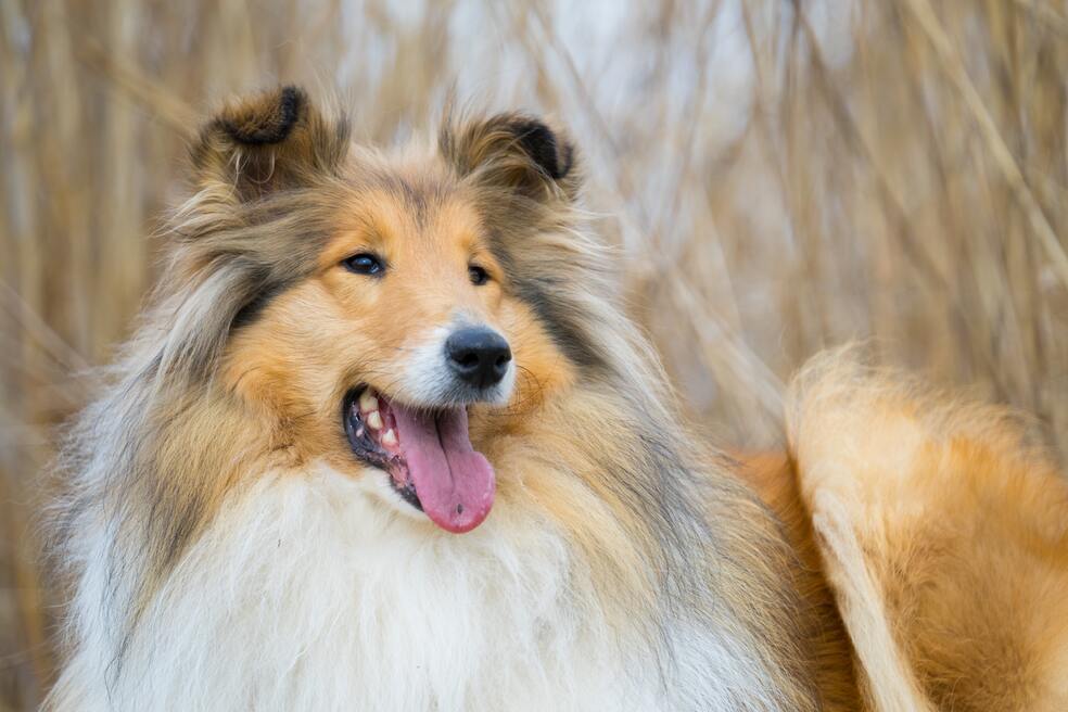 Perros peludos 5 razas con mucho pelo que te encantarán