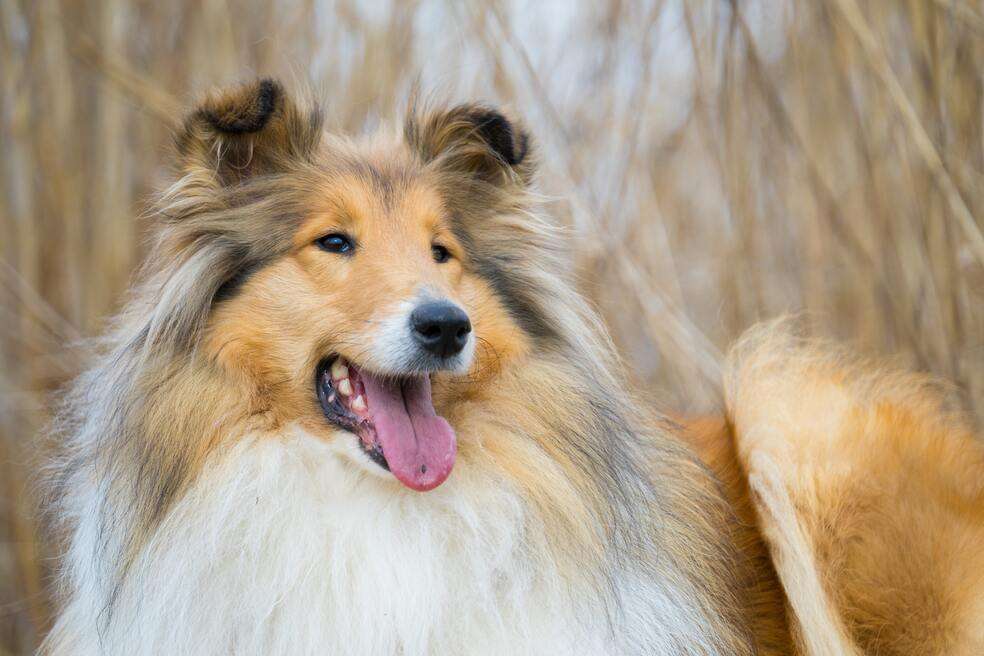 Perros peludos 5 razas con mucho pelo que te encantarán