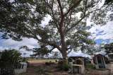 Procuraduría pide proteger cementerio en Guaviare donde habría restos de desaparecidos