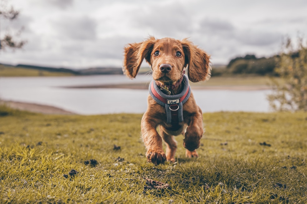 Conoce las recomendaciones de un experto para seleccionar correctamente la guardería para tu perro.