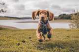 Nombres para perros machos pequeños y su significado