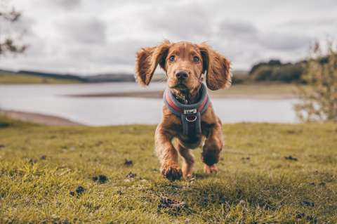 Vacaciones: 4 cosas que no pueden faltar en la maleta si viajas con tu perro