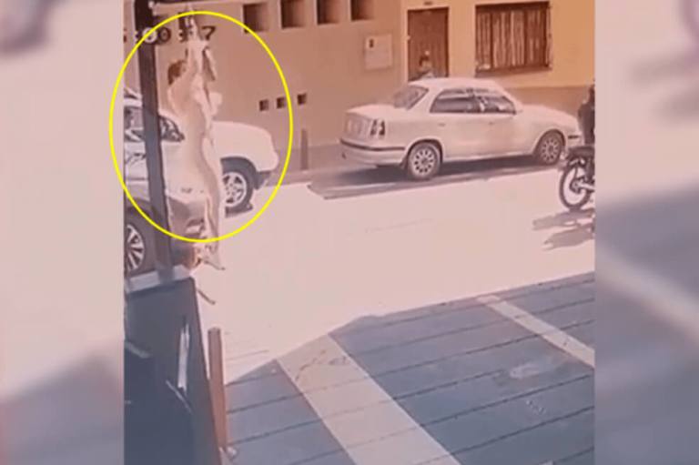 Profesor calcula qué tan duro fue el totazo de Aida Merlano en la «rapifuga»