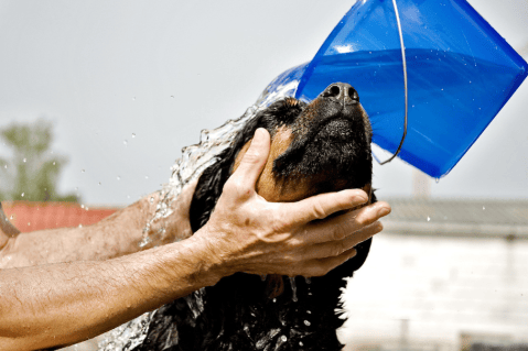 ¿Cuántas veces al año se debe bañar a un perro?