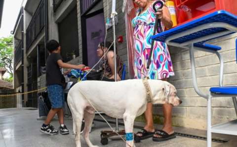 Cali ofrece atención veterinaria gratuita a mascotas de familias con Sisbén A y B