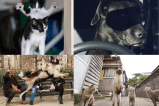 Las fotos más chistosas de mascotas en 2023