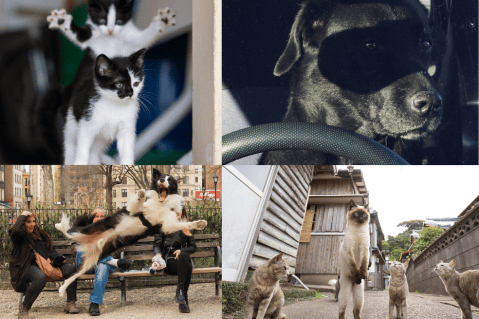 Las fotos más chistosas de mascotas en 2023