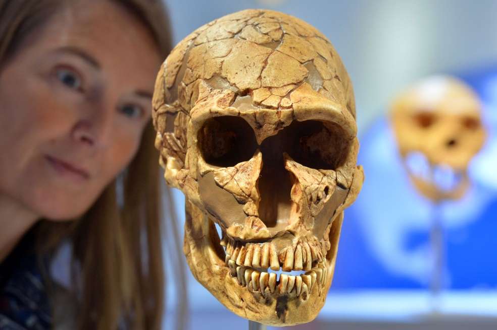 El cráneo de un neandertal en el Museo Arqueológico Estatal de Chemnitz, Alemania.