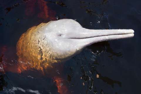 Cada diez años muere la mitad de los delfines del Amazonas