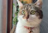 Adoptó una gata para calmar su ansiedad y el resultado no fue el esperado