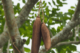 Descubra el árbol de las salchichas, tan sorprendente como su aspecto