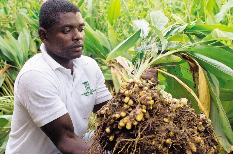 Eropananía logró vincular a 105 indígenas emberas y 100 afrocolombianos. / Fotos: Cortesía Corporación Reconciliación Colombia