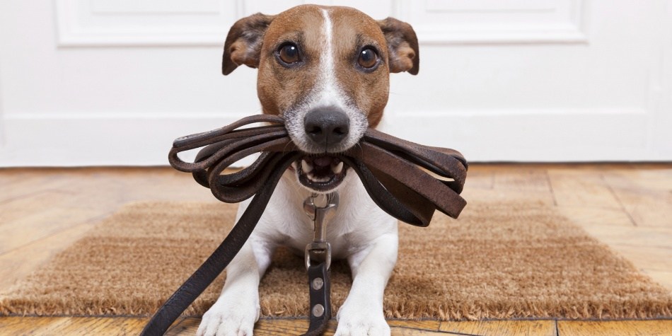¡Es hora de adoptar un animal!