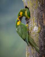 Estos son los ganadores de los Premios de fotografía Audubon 2026