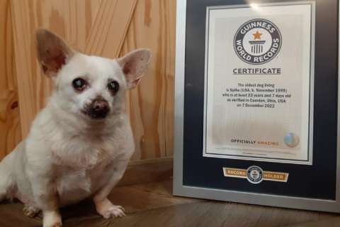 (Fotos) Spike ahora es el perro más viejo del mundo, ¿cuántos años tiene?