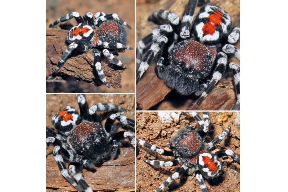 Estos son los dos machos encontrados en la provincia de Alborz, Irán.