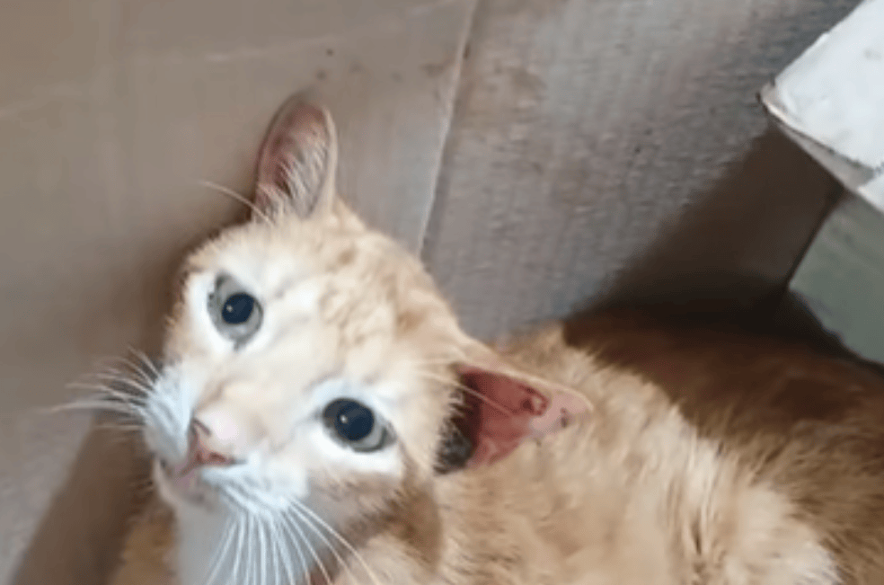Su familia se mudó de casa y lo abandonaron: ahora Monito enfrenta un tumor solo