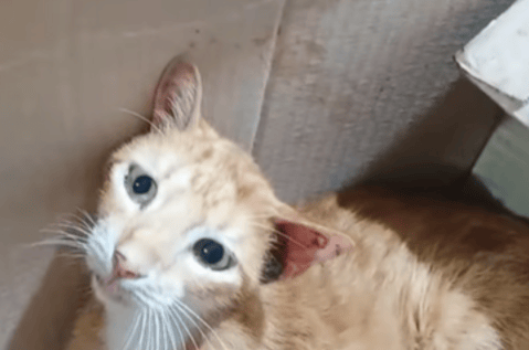 Su familia se mudó de casa y lo abandonaron: ahora Monito enfrenta un tumor solo