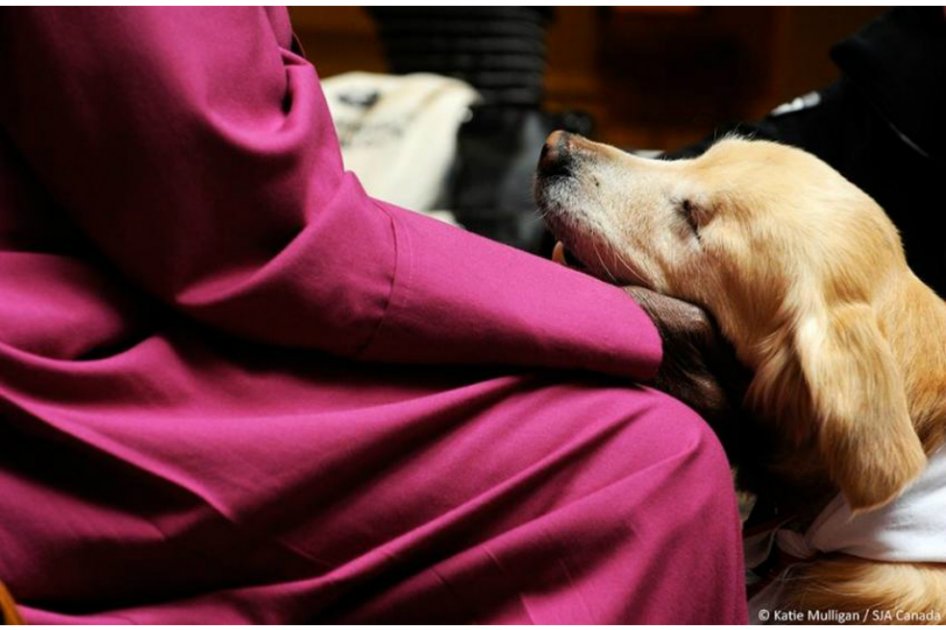 / Foto: Training The K9 Way