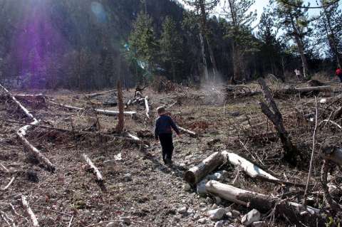 Albania prohíbe la explotación forestal durante 10 años