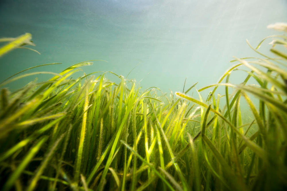 Seagrass beds around the shore of Porthdinllaen, Wales. UK.
Sky Ocean Rescue, WWF and Swansea University are launching the biggest seagrass restoration project ever undertaken in the UK. Seagrass Ocean Rescue involves the collection of one million seeds from various locations in England and Wales, including Porthdinllaen, on the Llŷn Peninsula in Wales, where we captured a team of volunteers gathering seeds. The plan is to plant the seeds over two hectares later in the year in Wales, following consultations with local stakeholders.
It is hoped that Seagrass Ocean Rescue will lead the way for the mass recovery of seagrass in the UK, where we have lost up to 92 per cent of our seagrass in the last century. Seagrass can help to answer some of the world’s most pressing environmental concerns, including the climate emergency and declining fish numbers. Seagrass captures a huge amount of carbon and is a nursery for marine life.
