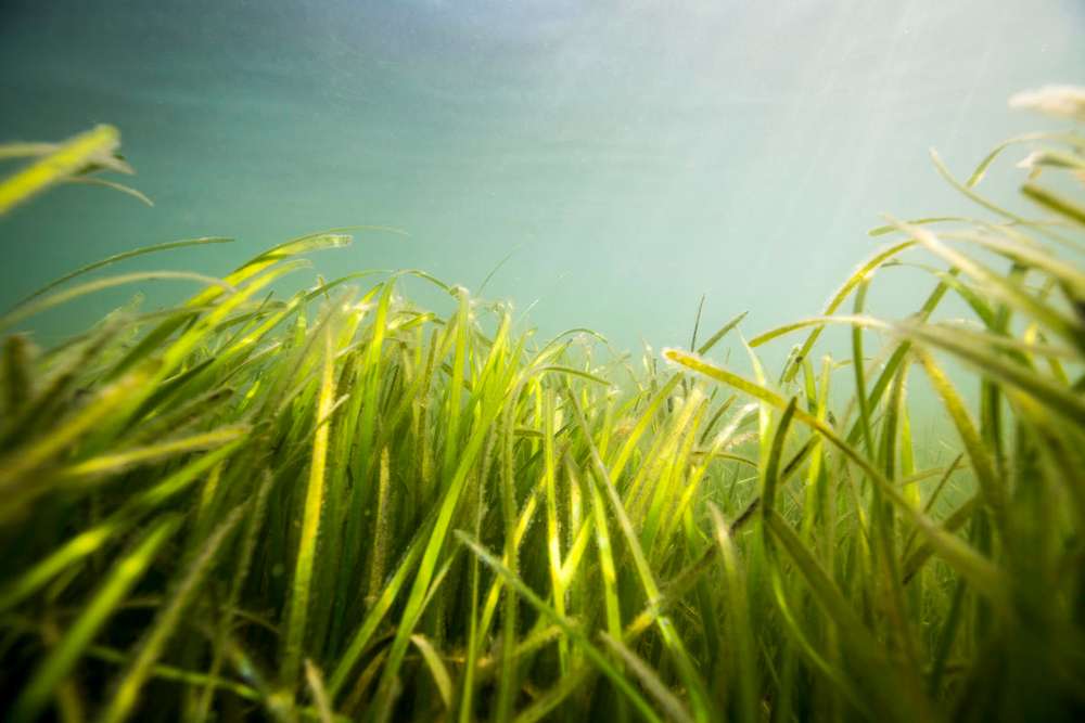 Seagrass beds around the shore of Porthdinllaen, Wales. UK.

Sky Ocean Rescue, WWF and Swansea University are launching the biggest seagrass restoration project ever undertaken in the UK. Seagrass Ocean Rescue involves the collection of one million seeds from various locations in England and Wales, including Porthdinllaen, on the Llŷn Peninsula in Wales, where we captured a team of volunteers gathering seeds. The plan is to plant the seeds over two hectares later in the year in Wales, following consultations with local stakeholders. 

It is hoped that Seagrass Ocean Rescue will lead the way for the mass recovery of seagrass in the UK, where we have lost up to 92 per cent of our seagrass in the last century. Seagrass can help to answer some of the world’s most pressing environmental concerns, including the climate emergency and declining fish numbers. Seagrass captures a huge amount of carbon and is a nursery for marine life.