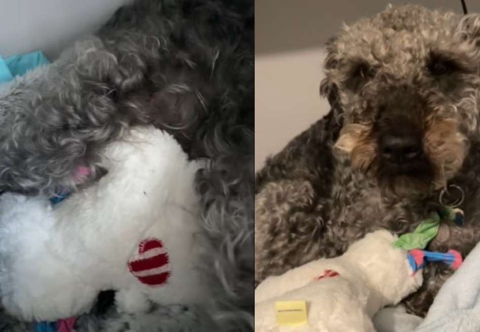 Tras su temporada fértil, Oreo comenzó a mostrar síntomas de embarazo, sin embargo, no estaba realmente embarazada.