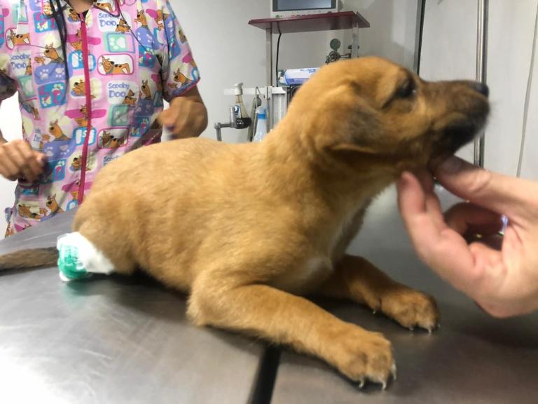 Descontento en el Concejo por presupuesto que destinó Claudia López para atención de animales