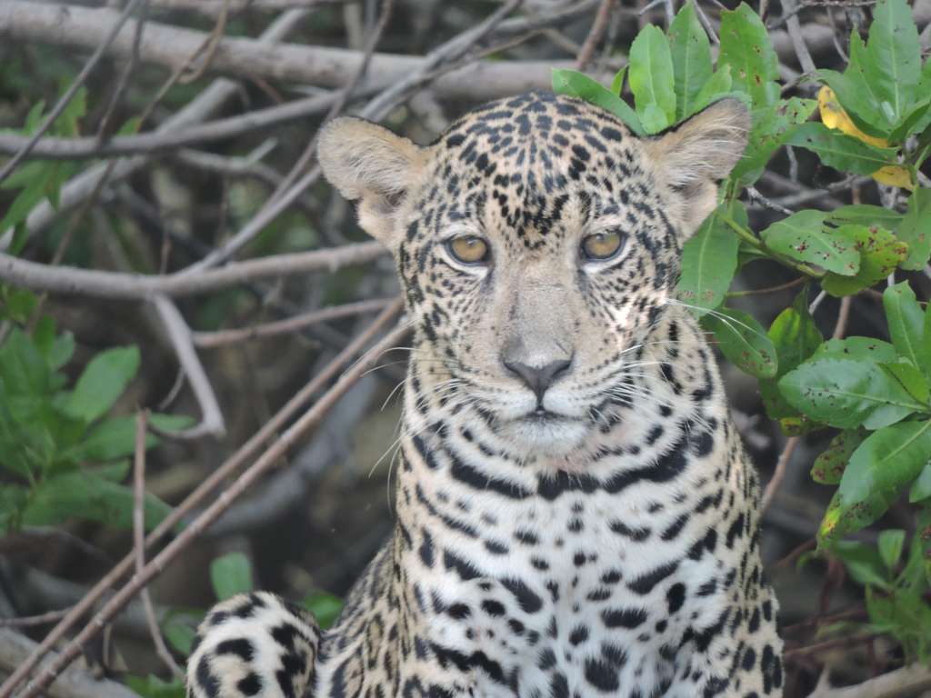 Imagen de un cachorro de Jaguar tomada al borde del camino en desarrollo de actividades de muestreo.