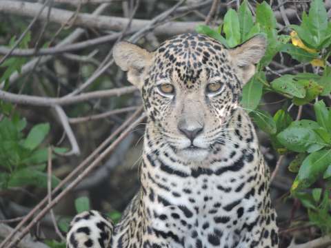 La conservación del jaguar: una especie de amores y odios