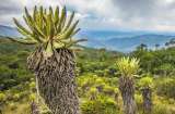 Frailejón, la especie emblemática de los páramos que se debe proteger