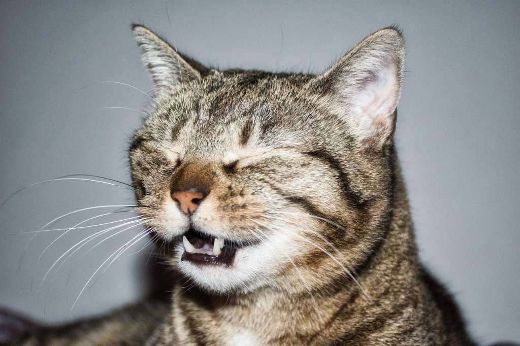 ¿A qué edad a los gatos viejos se les empiezan a caer los dientes?