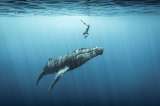 En fotos: Ganadores del concurso “Ocean Photographer of the Year 2021″