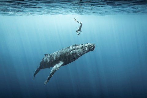En fotos: Ganadores del concurso “Ocean Photographer of the Year 2021″