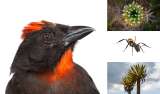 Una razón más para despertar pensando todos los días en la biodiversidad