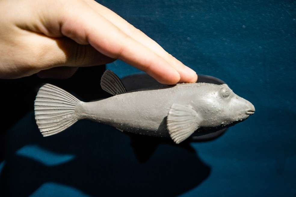 Uno de los modelos de pez que están en el acuario de Medellín.
