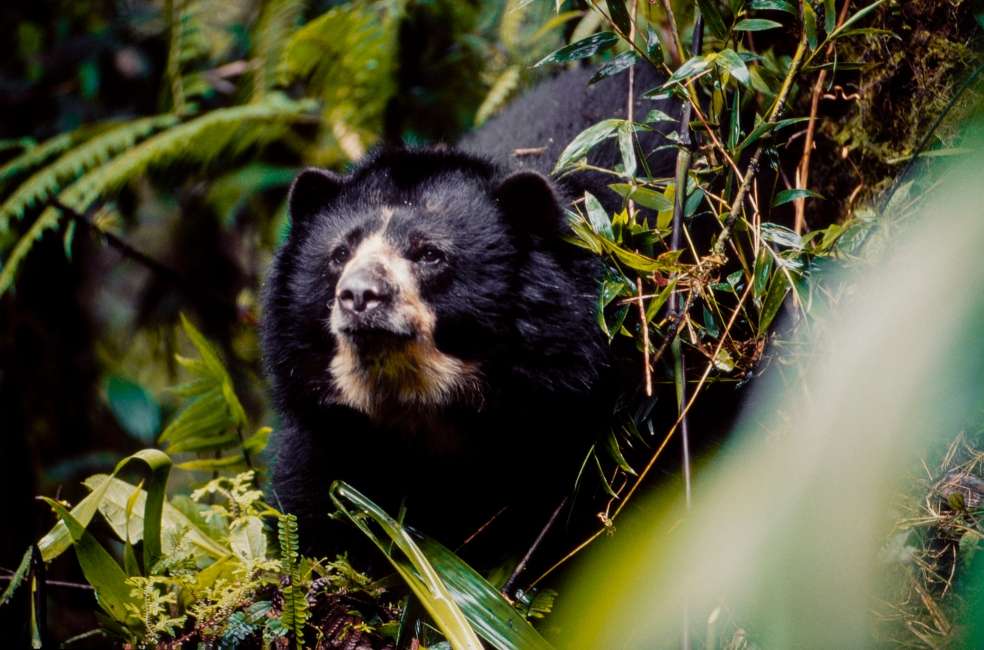 Oso andino (Tremarctos ornatus).