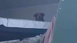En el video se ve a Kiaria, la perrita atrapada en un edificio en Pereira.