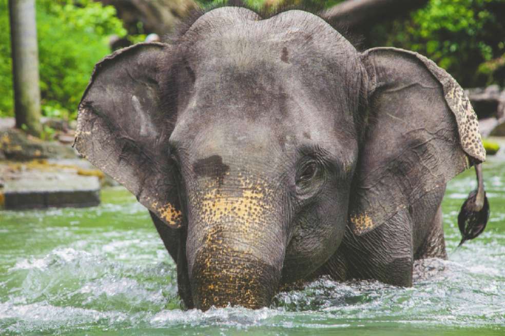 El elefante asiático es una de las especies en peligro. Sus posibilidades de sobrevivir a este siglo son de apenas 33 %. / Pixabay