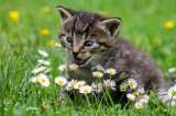 Estos son los 7 olores que más detestan los gatos