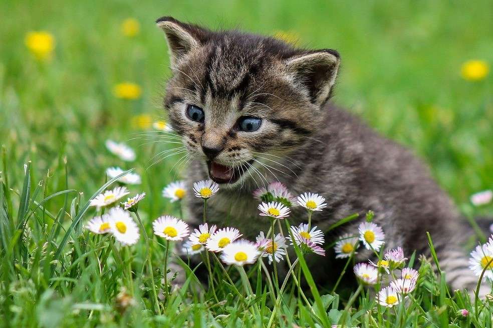 Descubre los olores que los gatos no toleran de ninguna manera.