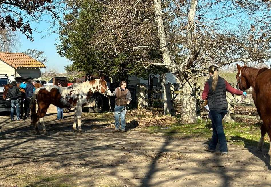 El arresto se produjo tras un operativo conjunto entre los agentes del sheriff y oficiales de Servicios para Animales, quienes ejecutaron una orden de allanamiento.