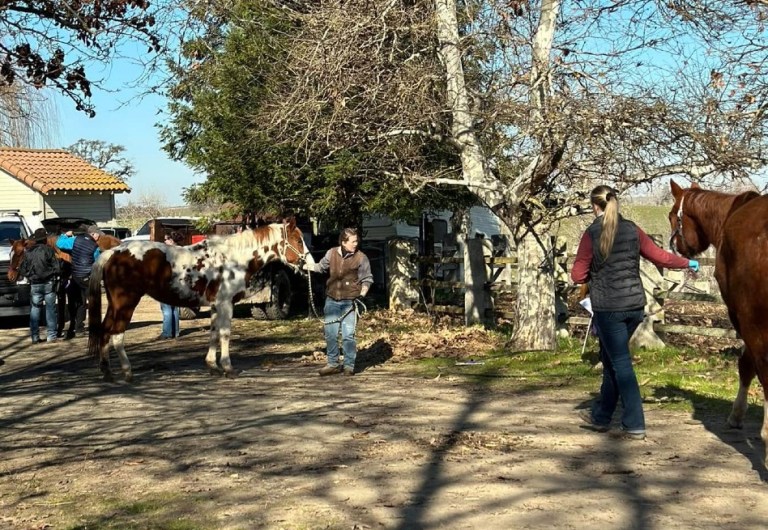 Arrestan a mujer en California tras hallar 27 caballos muertos en sus propiedades