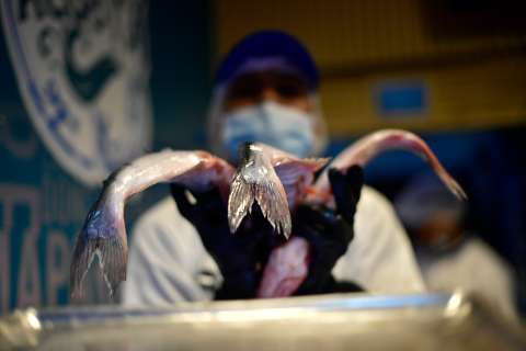 ¿Qué pescado comprar en Semana Santa? Esta aplicación le ayuda a hacerlo de forma sostenible