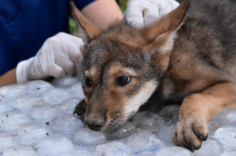 Esperanza para especie en peligro: nacen nuevos cachorros de lobos rojos (video)