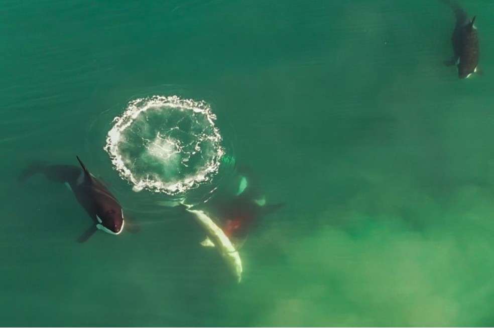 Esta es la primera vez que se tiene evidencia directa de orcas matando tiburones blancos en Sudáfrica.