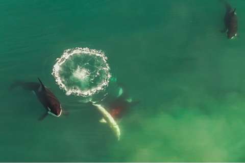 Video: dron muestra a grupo de orcas cercando y matando a un gran tiburón blanco