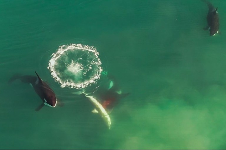 Video: dron muestra a grupo de orcas cercando y matando a un gran tiburón blanco