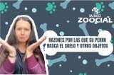 (VÍDEO) Razones por las que su perro rasca el suelo y otros objetos